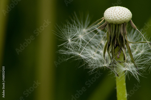 Fototapeta Naklejka Na Ścianę i Meble -  Löwenzahn