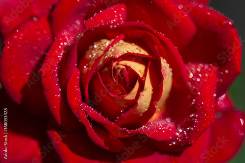 Red rose close-up in drops of dew. Beautiful blurred wedding background