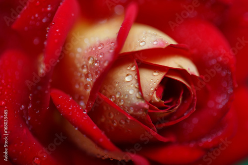 Fototapeta Naklejka Na Ścianę i Meble -  Red rose close-up in drops of dew. Beautiful blurred wedding background