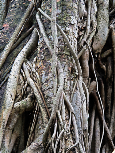 Old Root of Sacred Fig or Bodhi Tree