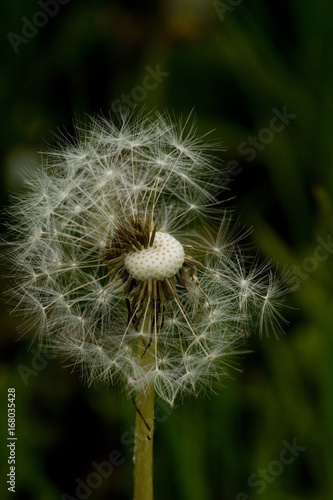 Fototapeta Naklejka Na Ścianę i Meble -  Löwenzahn