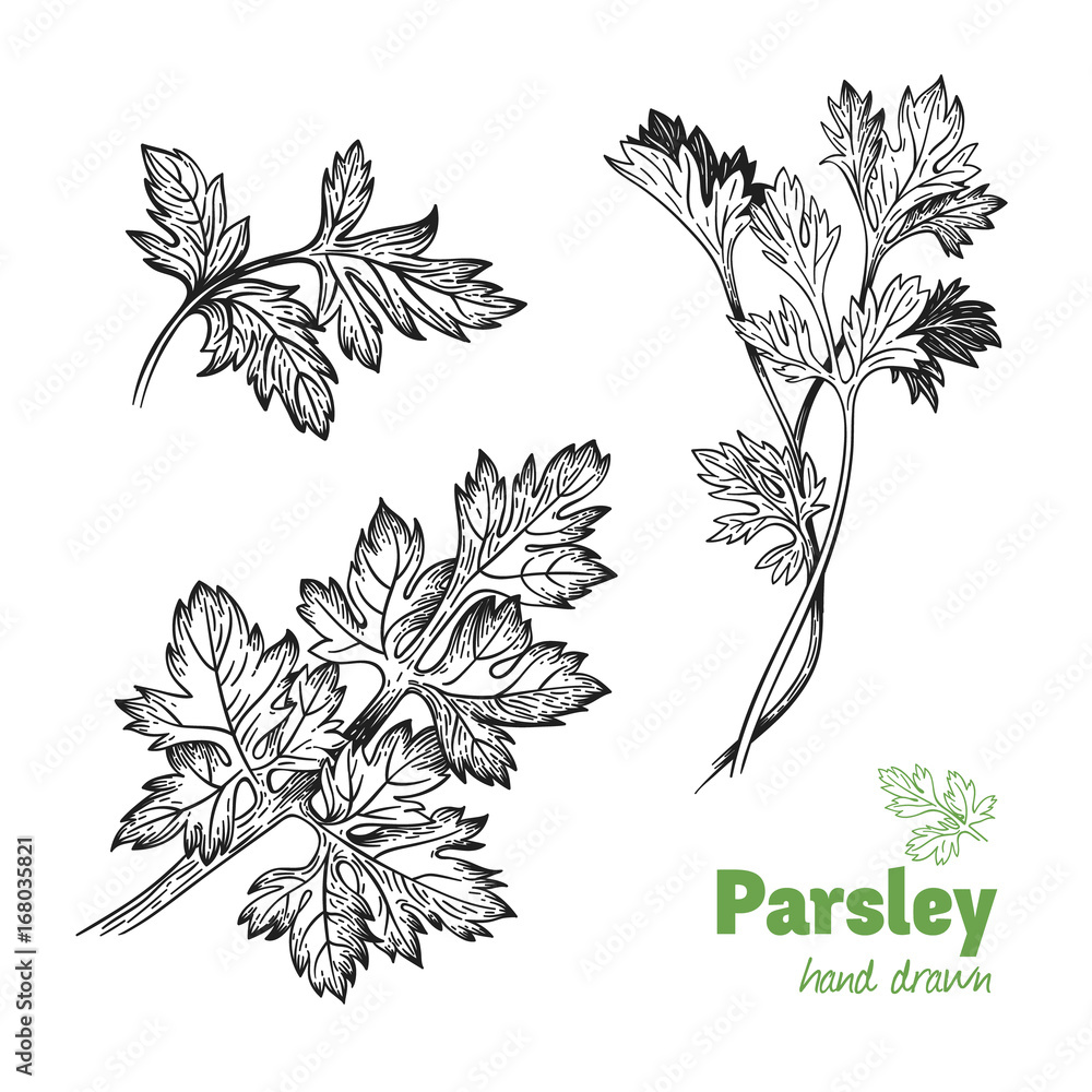 Parsley plant and leaves vector hand drawn illustration Stock Vector Adobe Stock