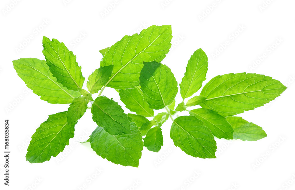 Fresh basil leaves isolated on white background Fresh basil leaves isolated on white background