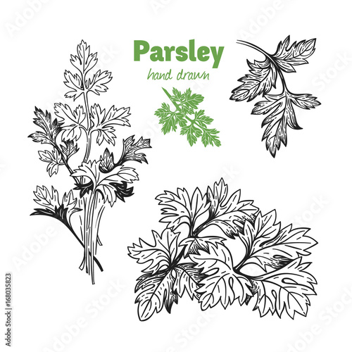 Parsley plant and leaves vector hand drawn illustration set