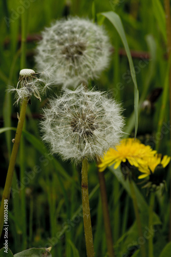 Fototapeta Naklejka Na Ścianę i Meble -  Löwenzahn