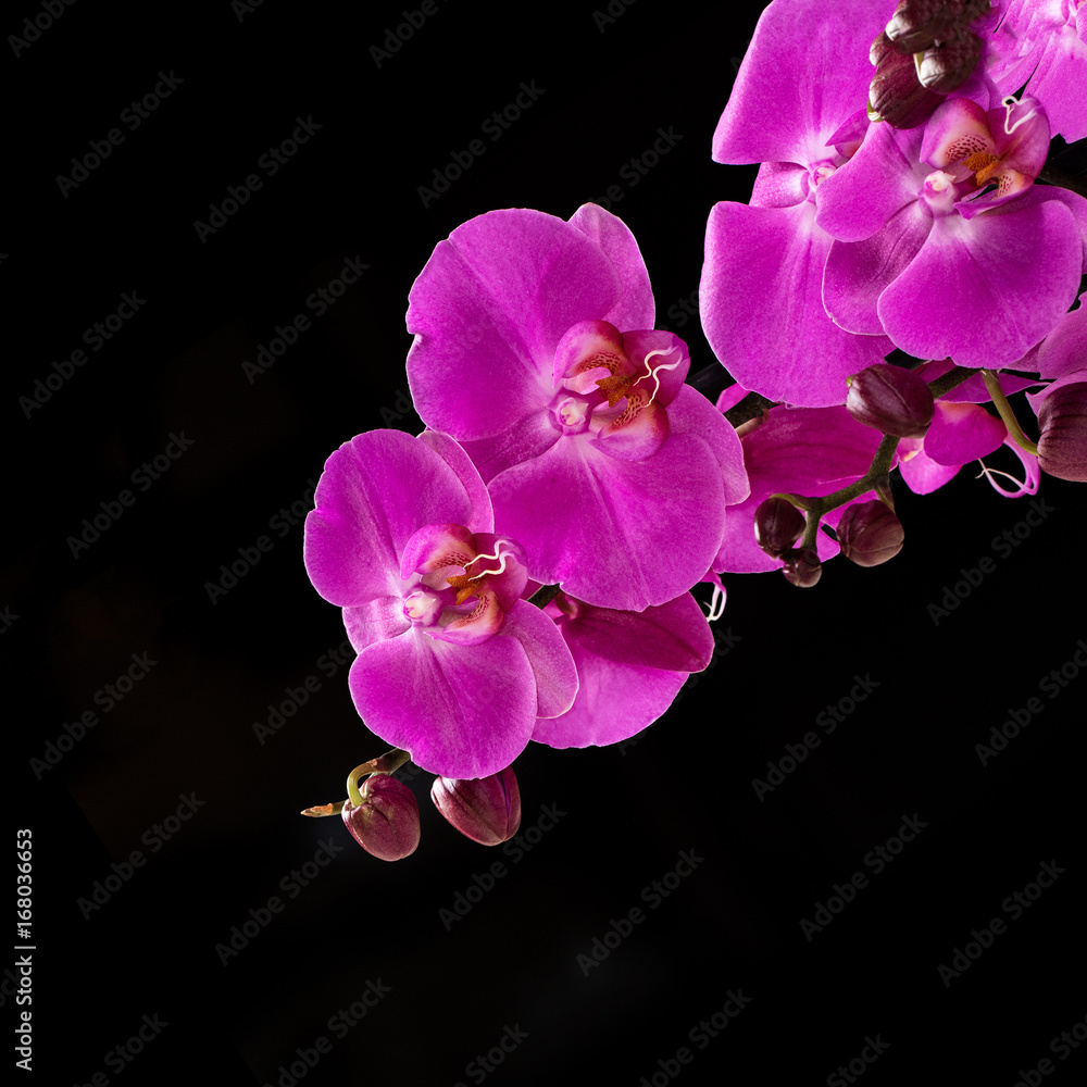 Fototapeta premium Orchid color fuchsia close-up on a black background