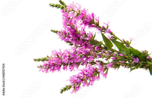 Lilac meadow flowers isolated