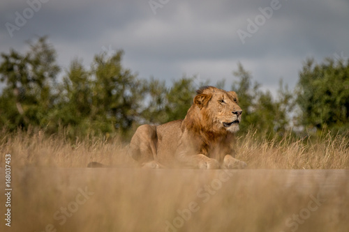 A male Lion laying on the road.