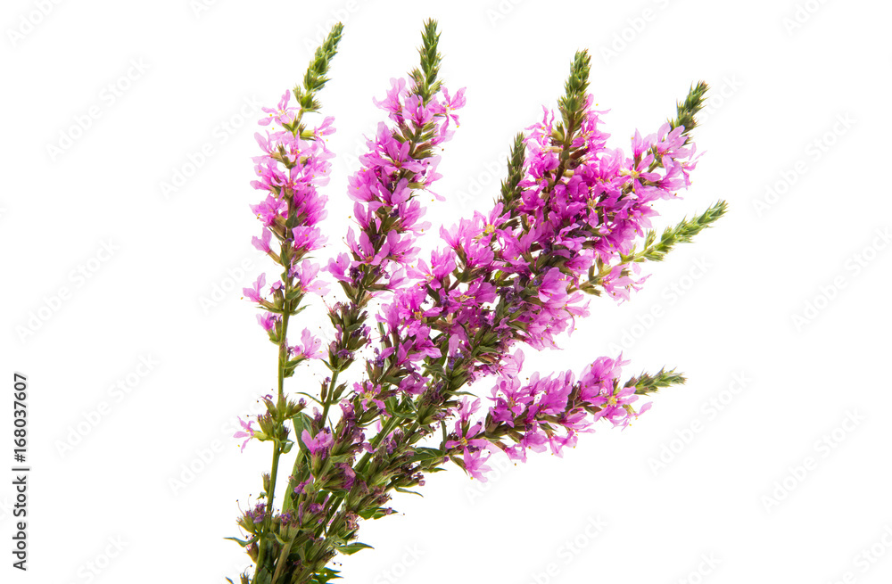 Fototapeta premium Lilac meadow flowers isolated