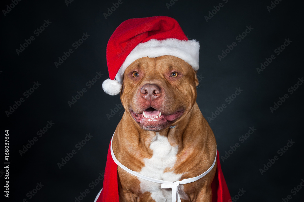Santa Claus. Gnome, dwarf, leprechaun. Dog, pit bull in the clothes of Santa Claus. Postcard, congratulations. Santa Claus. Gnome, dwarf, leprechaun. Dog, pit bull in the clothes of Santa Claus. Postcard, congratulations.