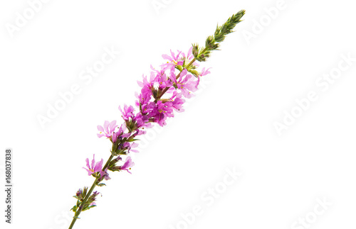 Lilac meadow flowers isolated