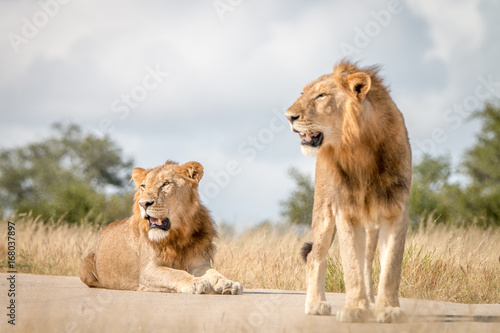 Two male Lions resting on the road.