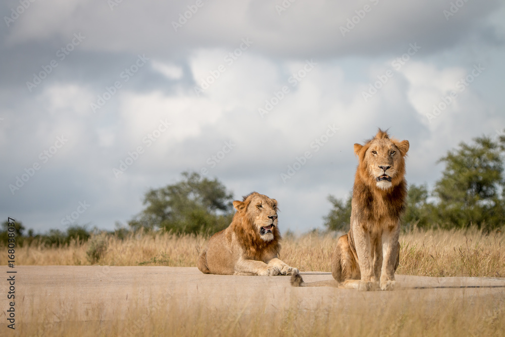 Fototapeta premium Two male Lions sitting on the road.