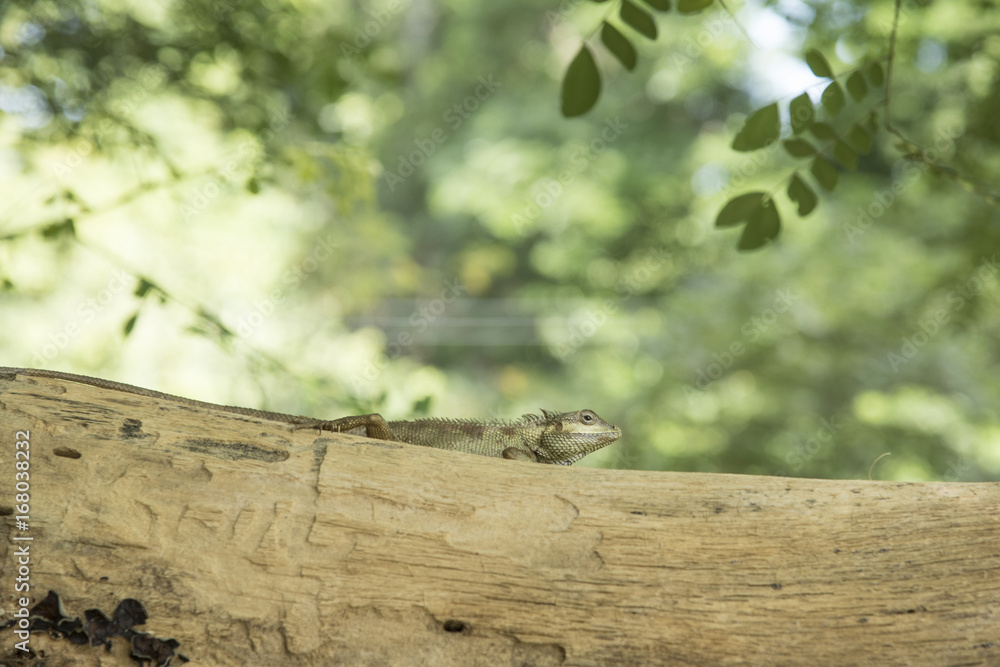 The lizard is a reptile