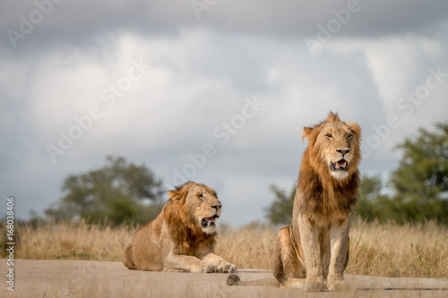 Two male Lions sitting on the road.