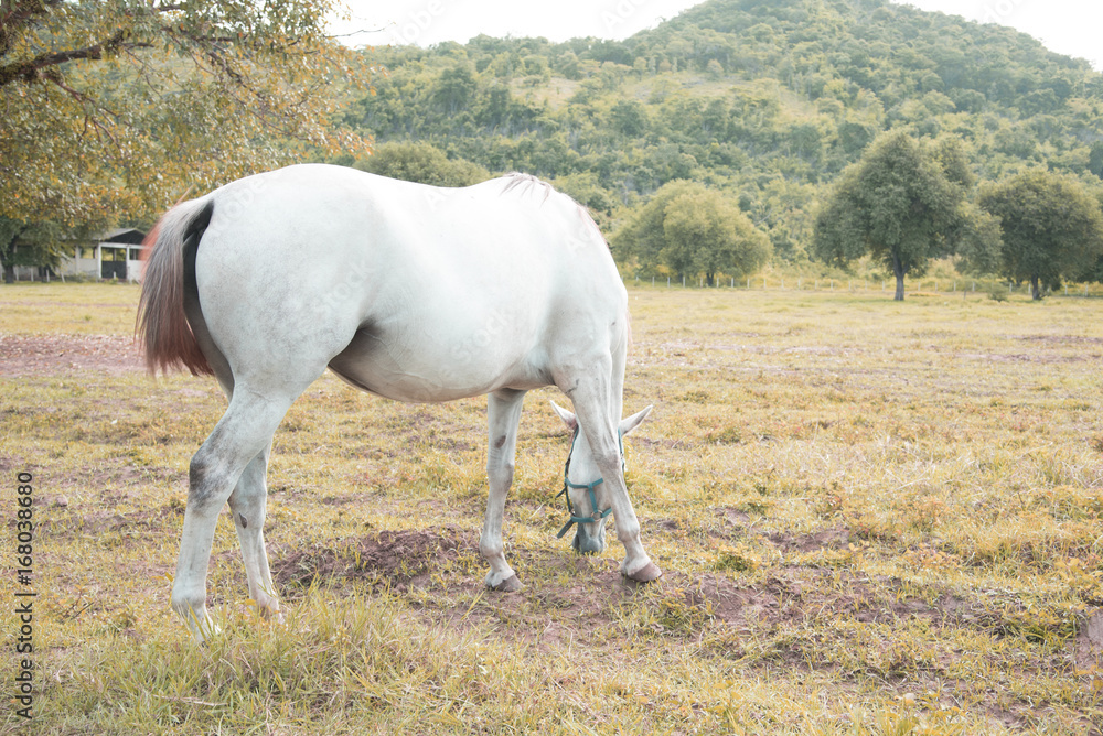Obraz premium Horse farm