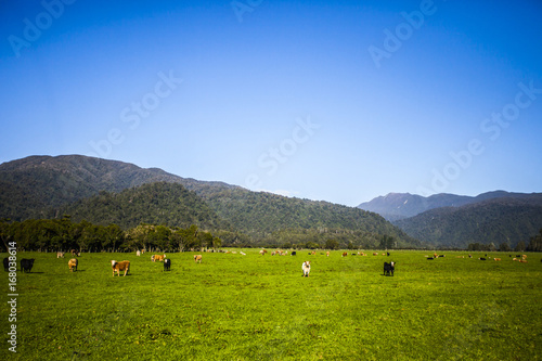 Free range cattle and cows in New Zealand