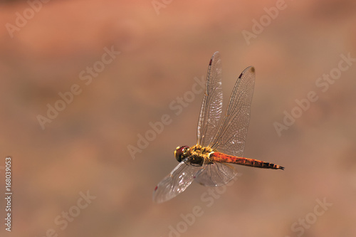 dragonfly in flight © vasilevich