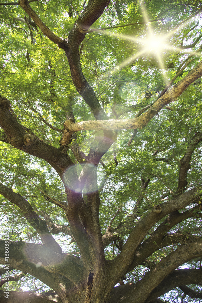 Old big tree branch Kanchanaburi natural park Old big tree branch Kanchanaburi natural park