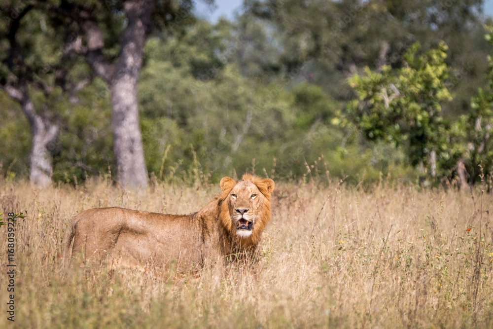 Fototapeta premium A male Lion walking in the grass.