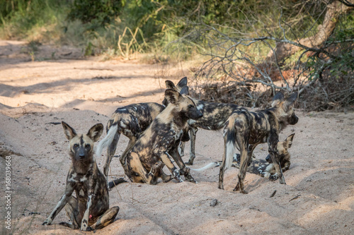 A pack of African wild dog playing. © simoneemanphoto
