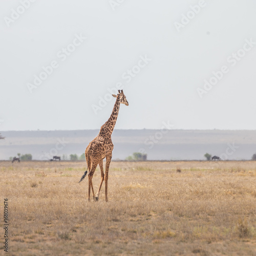 Solitary wild giraffe in Amboseli national park, Kenya. photo