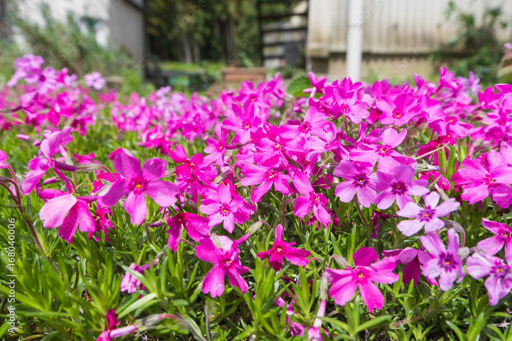 pink flower park background,selective focus pink flower park background,selective focus