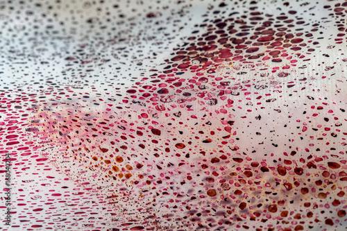 Bild auf Leinwand Skin cuttlefish texture