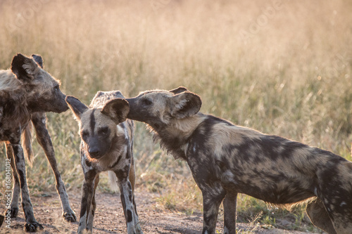 Two African wild dogs bonding in the grass.