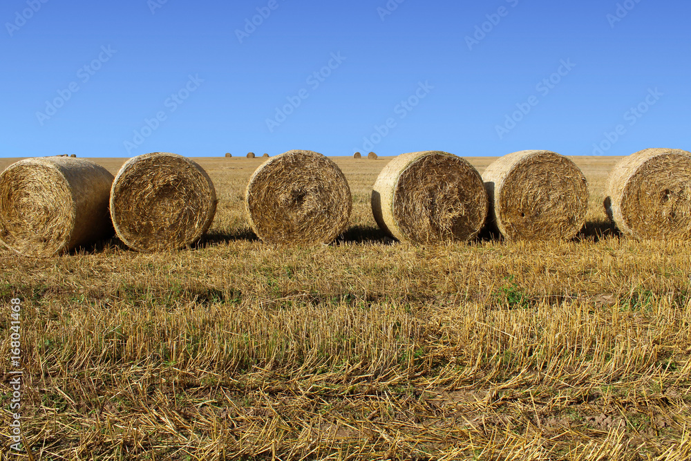 straw bales in the wheat field on blue sky background.