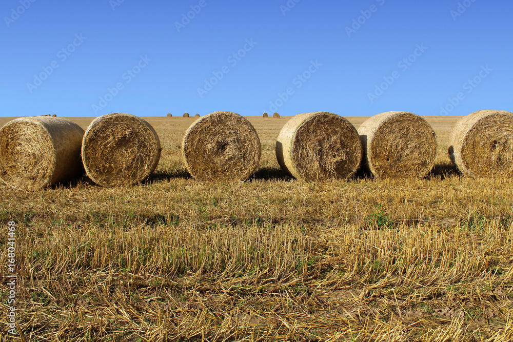 straw bales in the wheat field on blue sky background. straw bales in the wheat field on blue sky background.