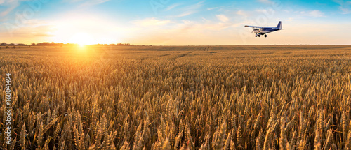 Airplane flying above the golden wheat field and blue sky with picturesque clouds. Beautiful summer landscape. Treatment, watering and spraying of fields with pesticides. Crop protection from pests.