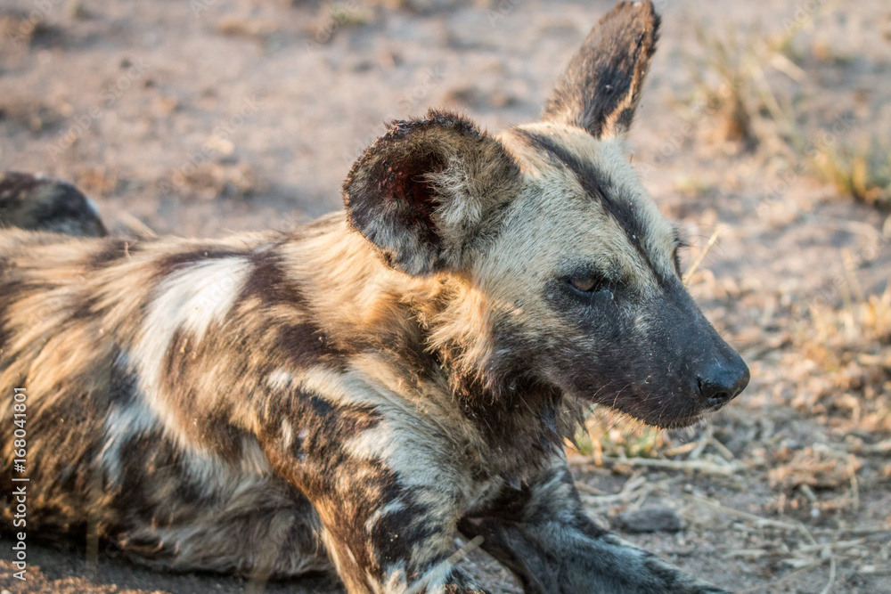 Close up of an African wild dog. Close up of an African wild dog.