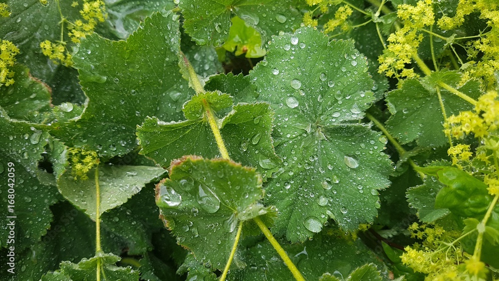 Green leaf Green leaf