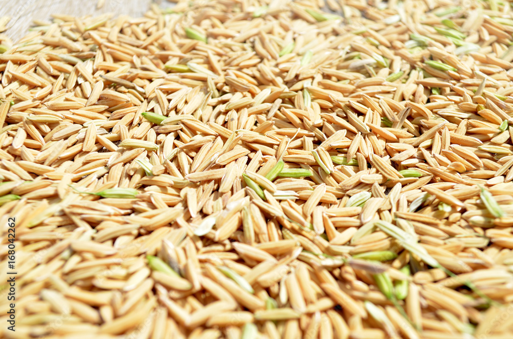 paddy background. dry method of brown paddy rice seed, paddy rice seed surface texture. paddy background. dry method of brown paddy rice seed, paddy rice seed surface texture.