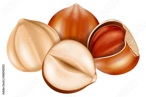 Hazelnut whole and half split. Vector illustration.