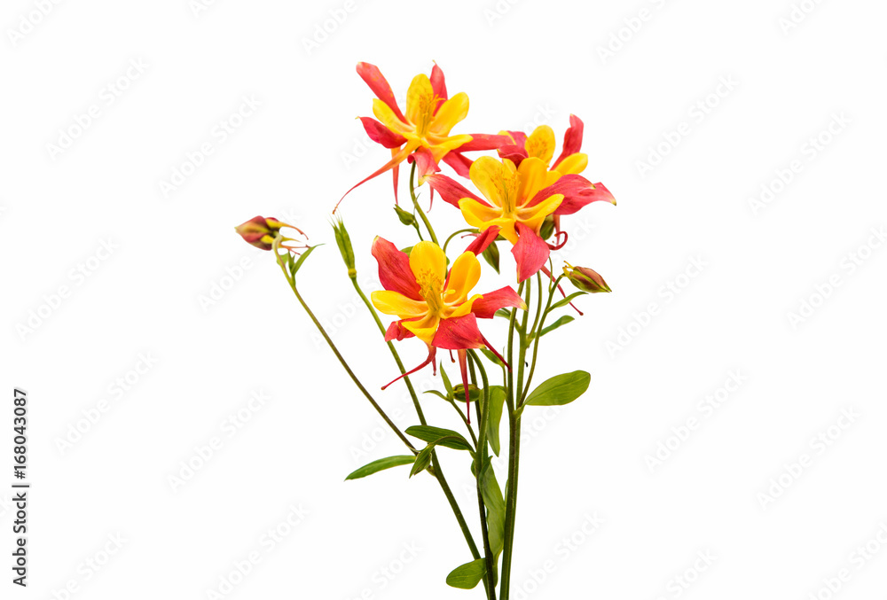 aquilegia flower isolated aquilegia flower isolated