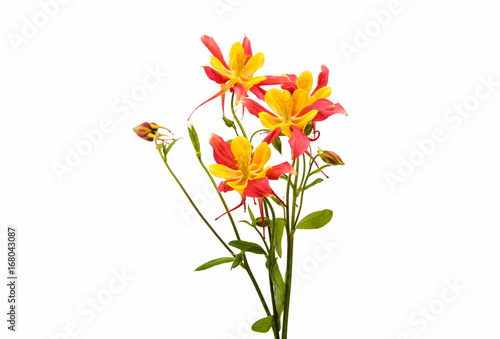 aquilegia flower isolated © ksena32
