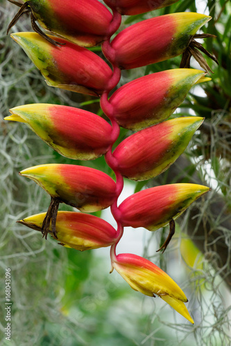 ヘリコニアロストラタ,heliconia rostrata photo