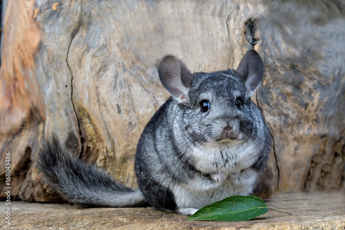 Gray Chinchilla on a wood background outdoor photo