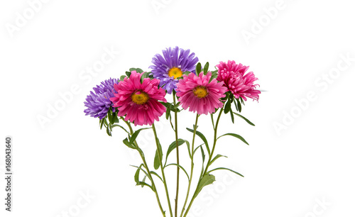 Aster flower isolated
