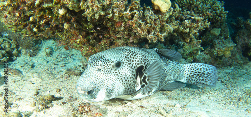 Puffer fish under the table coral 