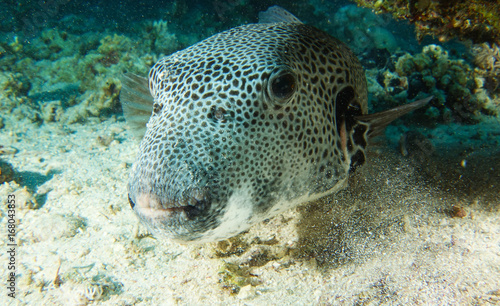 Giant puffer fish nose