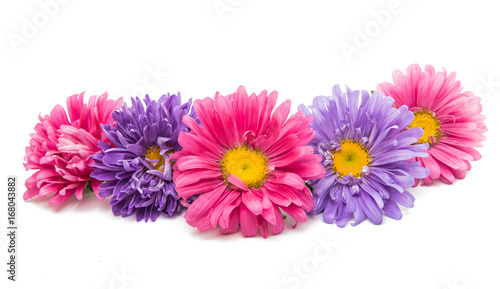 Aster flower isolated