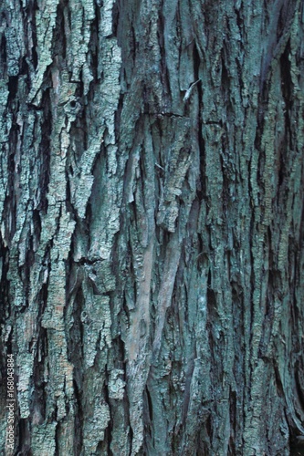 Fototapeta Naklejka Na Ścianę i Meble -  Background texture of tree bark, forest.