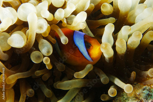Anemone fish sleep inside the white anemone