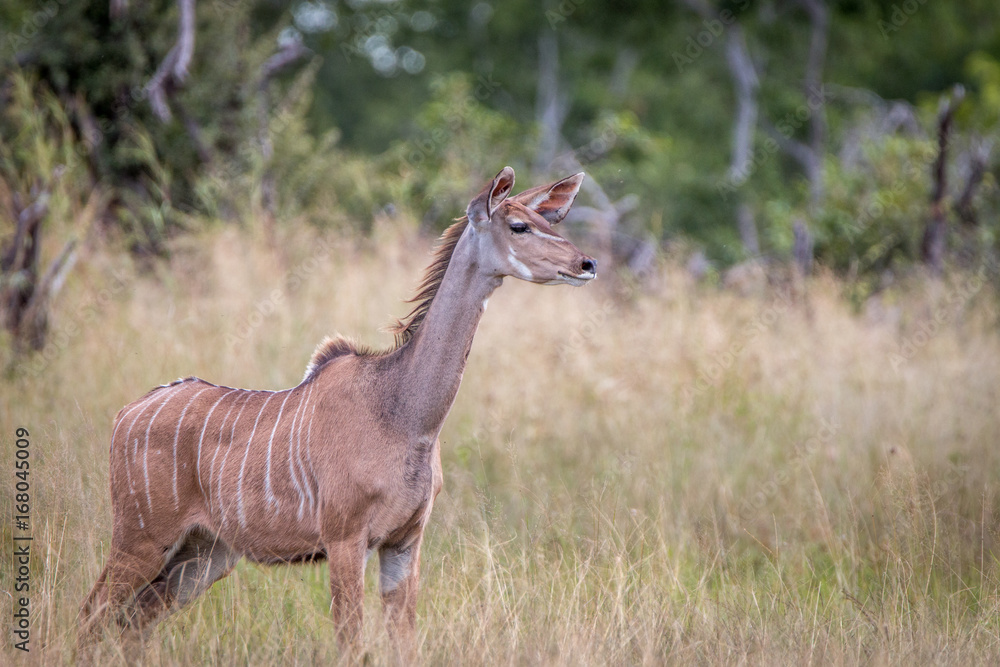 Fototapeta premium A Kudu looking around in the grass.