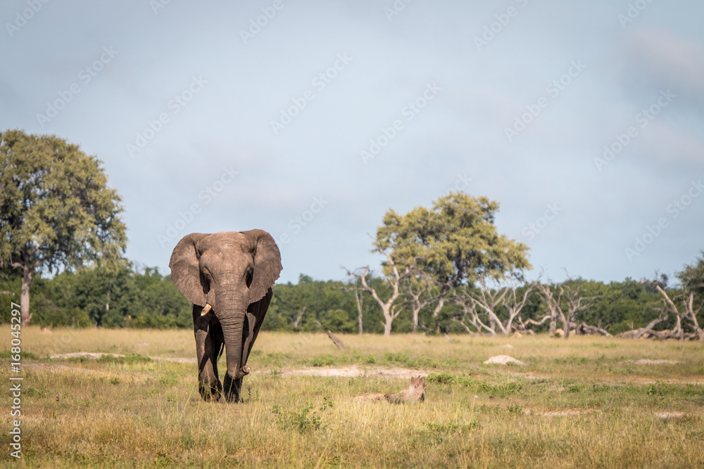 Obraz premium An Elephant walking towards the camera.