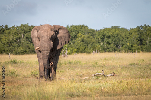 An Elephant walking towards the camera.