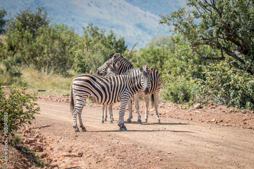 Several Zebras playing on the road.